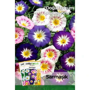 Patika Botanik 100 Adet Sarmaşık - Gündüz Sefası Çiçek Tohumu