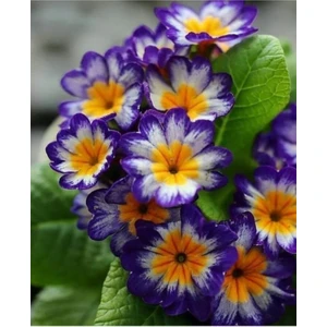 30 Adet Tohum Nadir Bulunan Çuha Çiçeği Tohumu Çüha Çiçek Tohumu