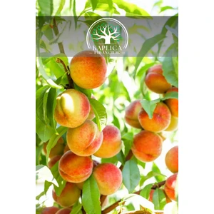 Kaplıca Fidancılık Iri Bursa Şeftali Fidanı 3 Yaş