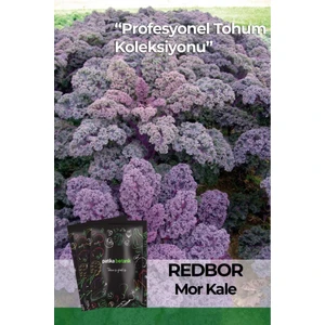 Patika Botanik 15 Adet Mor Kale Tohumu
