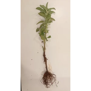 Egemen Fidancılık 10 Adet Açık Kök Adaçayı Fidesi Fidanı