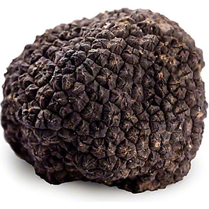 Gurme Trüf Trüf Mantarı Tohumu