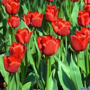 Ille De France Kırmızı Lale Soğanı  (4 Soğan)