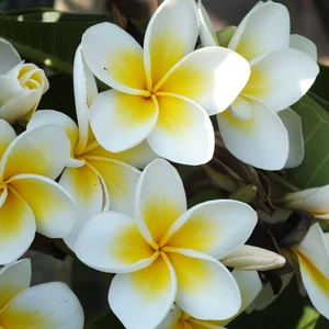 Karışık Renklerde 10 Adet Plumeria Tohumu