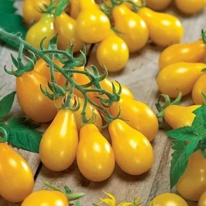 Tohum Bul Sarı Ampul Domatesi Yellow Pear Domates Tohumu (15 Tohum)