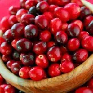 Sağlıklı Turna Yemişi (Cranberry) Fidanı 1-2 Yaşında - Tüplü ve Kolay Yetiştirilen