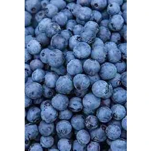 Saksılı Yaban Mersini Fidanı (Vaccinium Corymbosum) - 3 Yaşında Meyve Vermeye Hazır