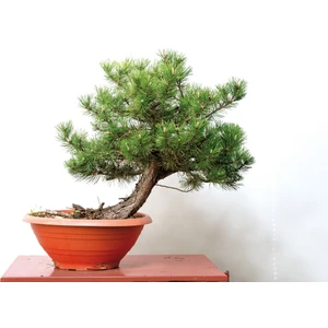 5 Adet - Karaçam Ağacı Tohumu Bonsai Ağacı Tohumu - Pinus Nigra
