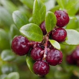 Meyve Vermeye Hazır Turna Yemişi (Cranberry) Fidanı - 1-2 Yaşında, Saksılı