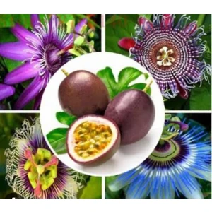 Doğan Fidancılık Pasiflora Fidanı 3 Yaşında Tüplü