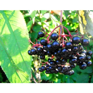 Fidan Yolu Kara Mürver (Sambucus Nigra) Doku Kültürü