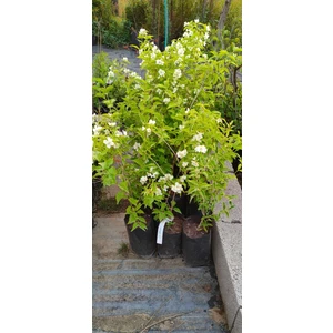 Fidan Yolu Filbahri Fidanı