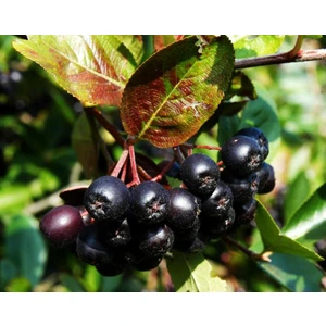 Fidan Yolu Aronia Berry Doku Kültürü 4 Yaş Saksılı 60.70 cm