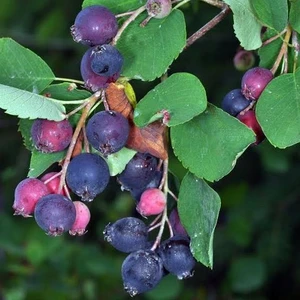 Fidan Yolu Saskatoon Berry Northline 30 cm Saksılı