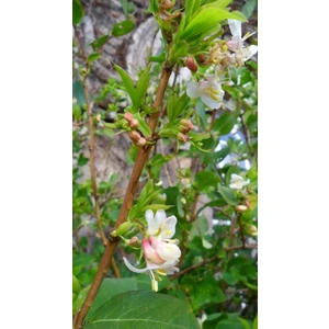 Fidan Yolu Yoğun Kokulu Kış Hanımeli Fidanı Lonicera Fragrantissima