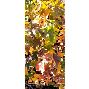 Amerikan Sığla  Ağacı Liquidambar Styraciflua