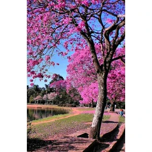 Pembe Oya Ağacı Fidanı - 1-2 Yaşında Tüplü Canlı ve Göz Alıcı Çiçekler