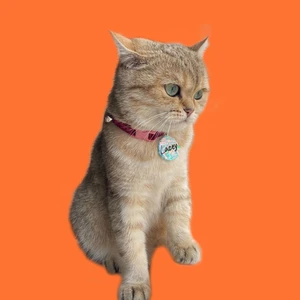 Venüs Takı ve Aksesuar Yuvarlak Şeklinde Zilli Isimli Kedi Küçük Irk Köpek Tasması