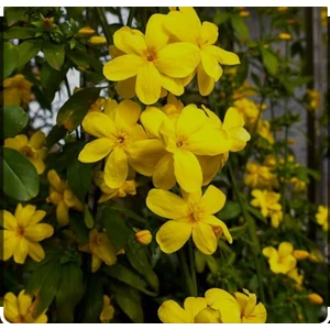 Tüplü Sarı Yasemin Fidanı 50/70 cm