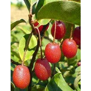 Tüplü 1-2 Yaşında Güz Yemişi Fidanı - Bahçeniz İçin Şifalı Meyveler