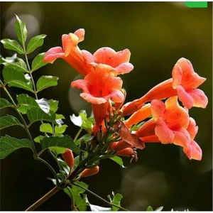 25 Adet Acem Borusu Ağacı Tohumu Turuncu Acem Borusu Sarmaşığı + Saksı Toprak