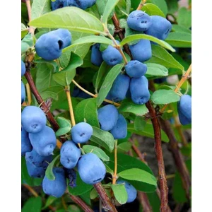 3 Adet 1-2 Yaş arası Tüplü Balyemiş Honeyberry Fidanı (Lonicera Caerulea) - Kolay Yetişen ve Dayanıklı