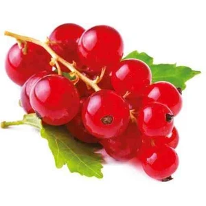 Frenk Üzümü Fidanı (Ribes Rubrum) - 1-2 Yaşında Tüplü, Kolay Yetişen ve Dayanıklı