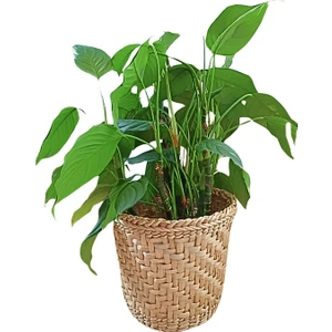 Özel Üretim Dekoratif Doğal El Yapımı Hasır Saksı Sepet