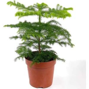My Çiçekçim Salon Çamı Arokarya Araucaria Ev Bitkisi Ofis Bitkisi 30 - 50 cm