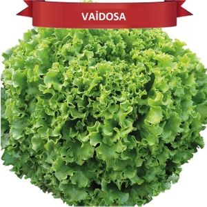 Vaidosa Kıvırcık Tohumu