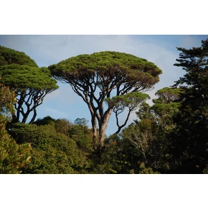 Anka Bahçe Sahil Çamı Fidanı 30-50 cm