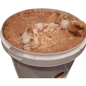 Kovada Eringi Mantarı 5 Lt