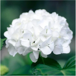 Beyaz Ortanca Çiçeği Saksılı 10-20 cm