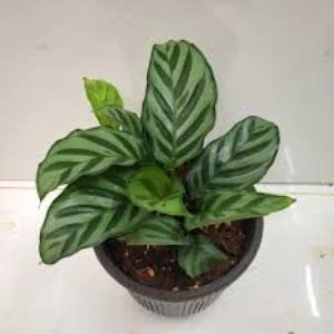 Calathea Louisae Dua Çiçegi 10 cm