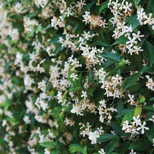 Arap Yasemini (Jasminum Sambac) Fidanı - Yoğun Kokulu, Tüplü Yasemin Çiçeği Fidanı