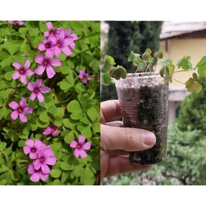 Yeşil Yapraklı Pembe Çiçekli Uyku Çiçeği Yoncası, Oxalis Obtusa, Yonca Çiçek Fidanı