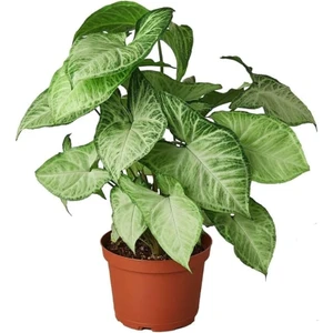 Isparta Gülü Melek Kanadı Çiçeği Syngonium Podophyllum