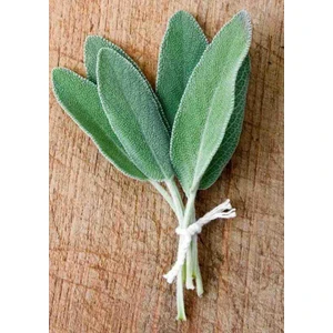1-2 Yaş Arası Saksılı ve Tüplü Adaçayı (Salvia Officinalis) Fidanı - Aromatik ve Şifalı Bitki