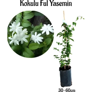 Garden Box Yoğun Kokulu Ful Yasemin Çiçeği Sarmaşık Bitki 30-50CM(JASMINUM Grandiflorum)