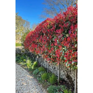 Kırmızı Yapraklı Alev Ağacı Fidanı (Saksıda Hızlı Büyüyen Çalı) 2-3 Yaş Arası