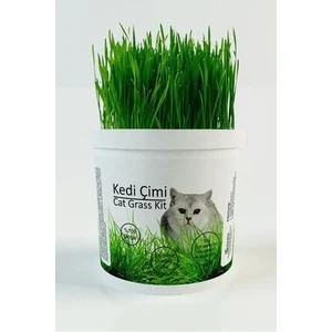 %100 Doğal Kedi Çimi (Tüy Yumağı Önleyici)