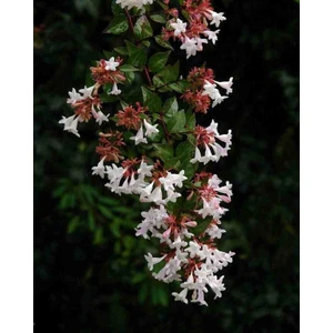 1-2 Yaş Arası Tüplü Abelya (Abelia) Çiçeği Fidanı - Hoş Kokulu ve Dayanıklı Fidan