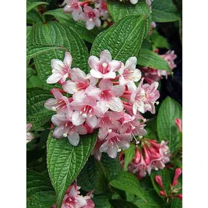 1-2 Yaş Arası Vangelya Gelin Tacı (Spiraea Vanhouttei) Fidanı - Zarif ve Bol Çiçekli Fidan