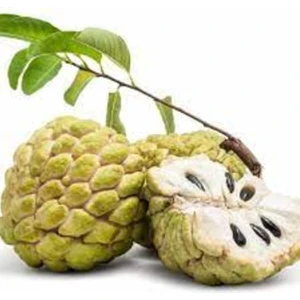 3 Adet Tohum Tropikal Atemoya Meyve Ağaç Tohumu Saksı Toprak Hediye