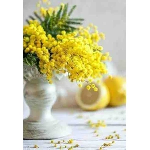 1-2 Yaş Arası Tüplü Mimoza (Acacia Dealbata) Fidanı - Parlak Sarı ve Hoş Kokulu Çiçekler