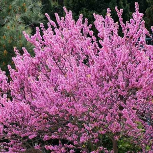 1-2 Yaş Arası Tüplü Erguvan Ağacı (Cercis Siliquastrum) Fidanı - Baharın Habercisi Pembe Çiçekler