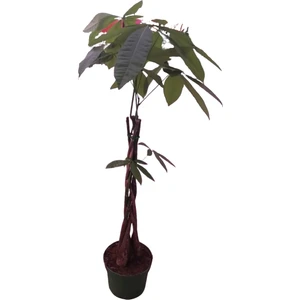 My Çiçekçim Pachira Para Çiçeği 60-80 Cm Ev,Ofis,Salon Bitkisi