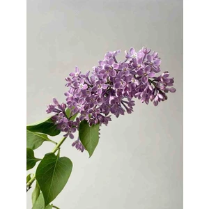 1-2 Yaş Arası Tüplü Mor Leylak (Syringa Vulgaris) Fidanı - Hoş Kokulu ve Zarif Çiçekli Fidan