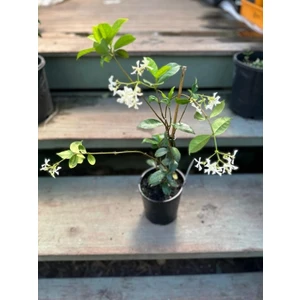 Anka Bahçe Arap Yasemini Fidanı 40-60 Cm