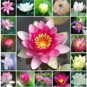 Sahbül Store 20 Adet Tohum Organik Hasat Karışık Lotus Çiçeği Tohumu Nilüfer Su Çiçeği Tohumu